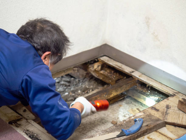 Best Post-Flood Mold Remediation in Patterson Tract, CA