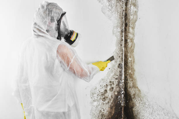 Best Mold Remediation for Specific Building Types in Patterson Tract, CA